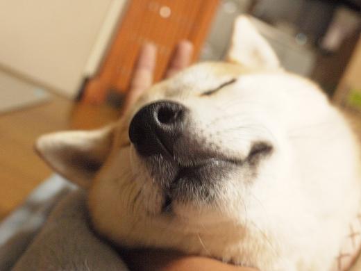 投稿400回記念企画 柴犬マリンのbest画像top10 柴犬マリンの九十九里日記 投稿400回記念企画 柴犬マリンのbest画像top10 柴犬マリンの九十九里日記