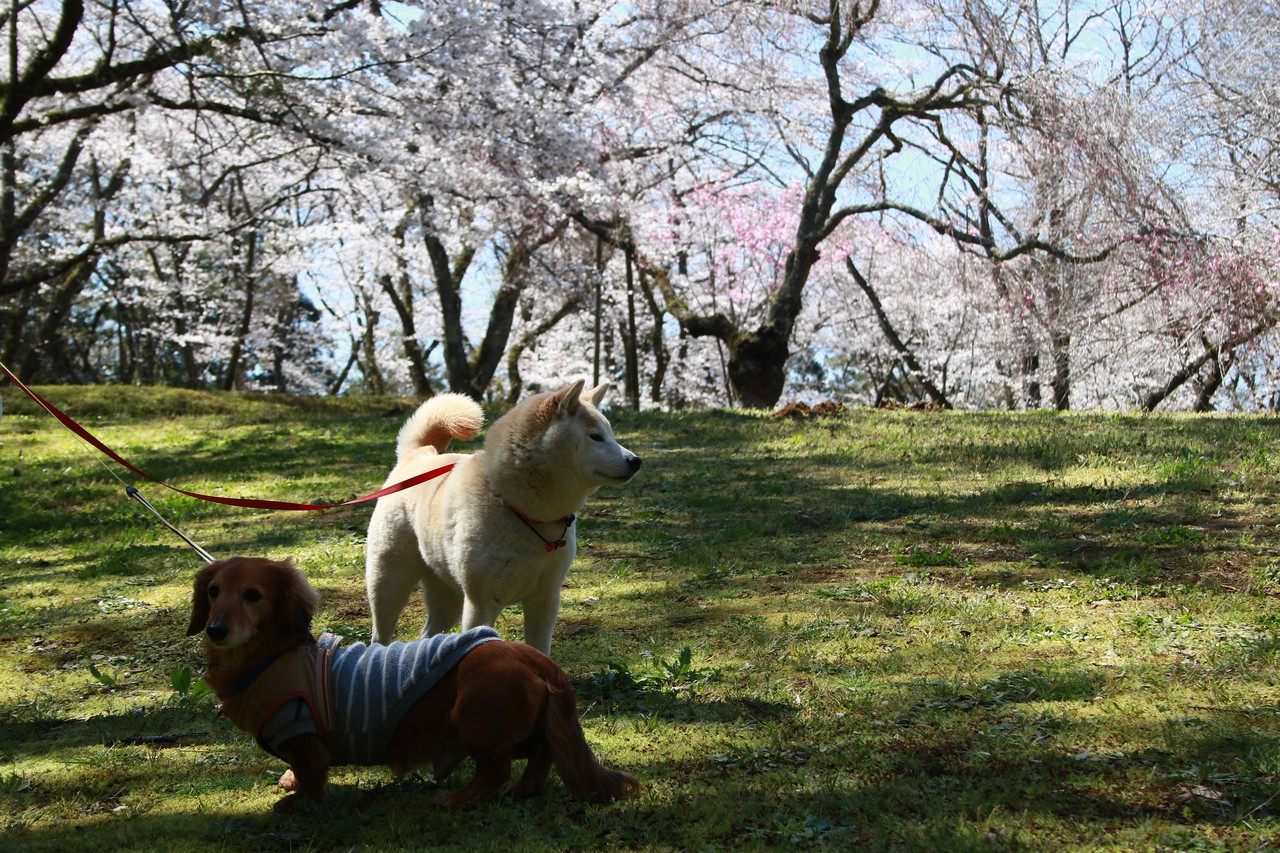 泉自然公園の大きな桜は とっても綺麗ですよ 柴犬マリンの九十九里日記