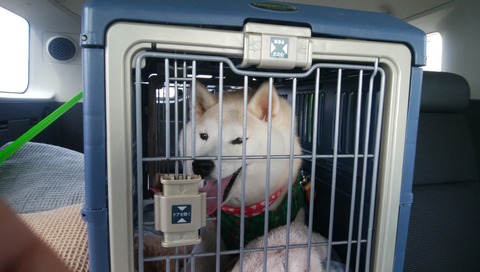 傷は治りかけが痒いのだ 柴犬マリンの九十九里日記