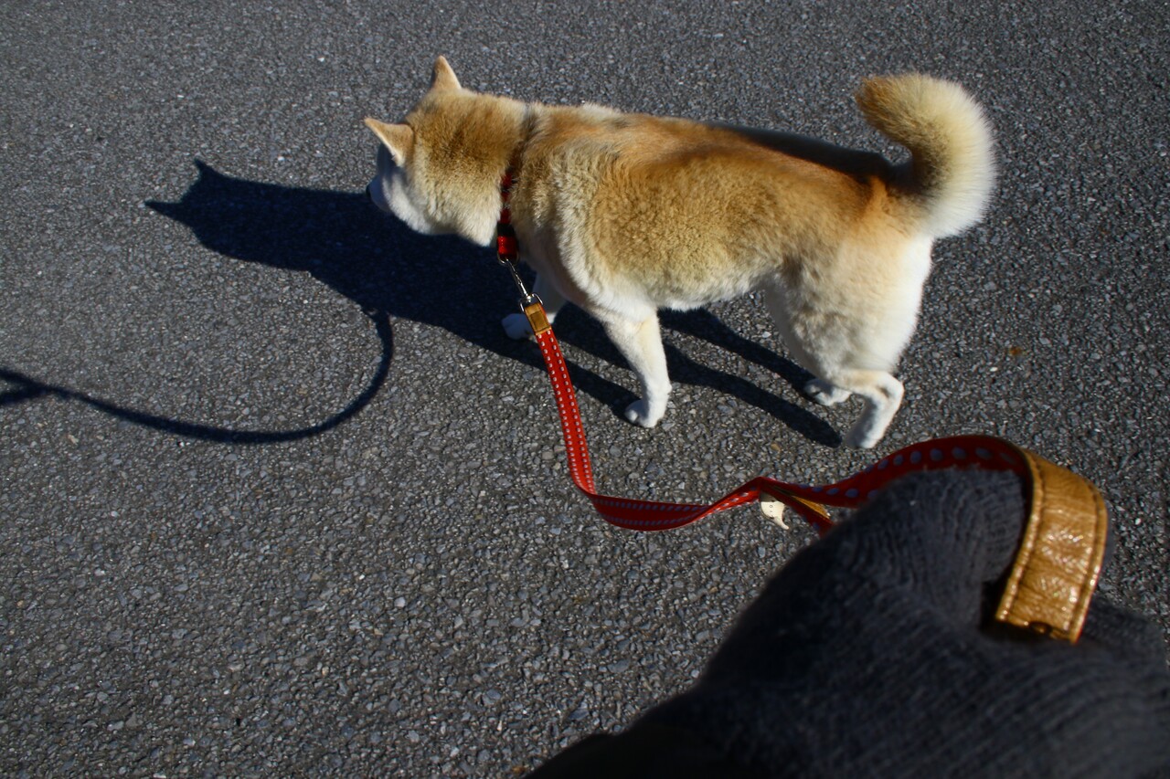 手は出さないけれど 舌は出すのだ 柴犬マリンの九十九里日記 手は出さないけれど 舌は出すのだ 柴犬マリンの九十九里日記