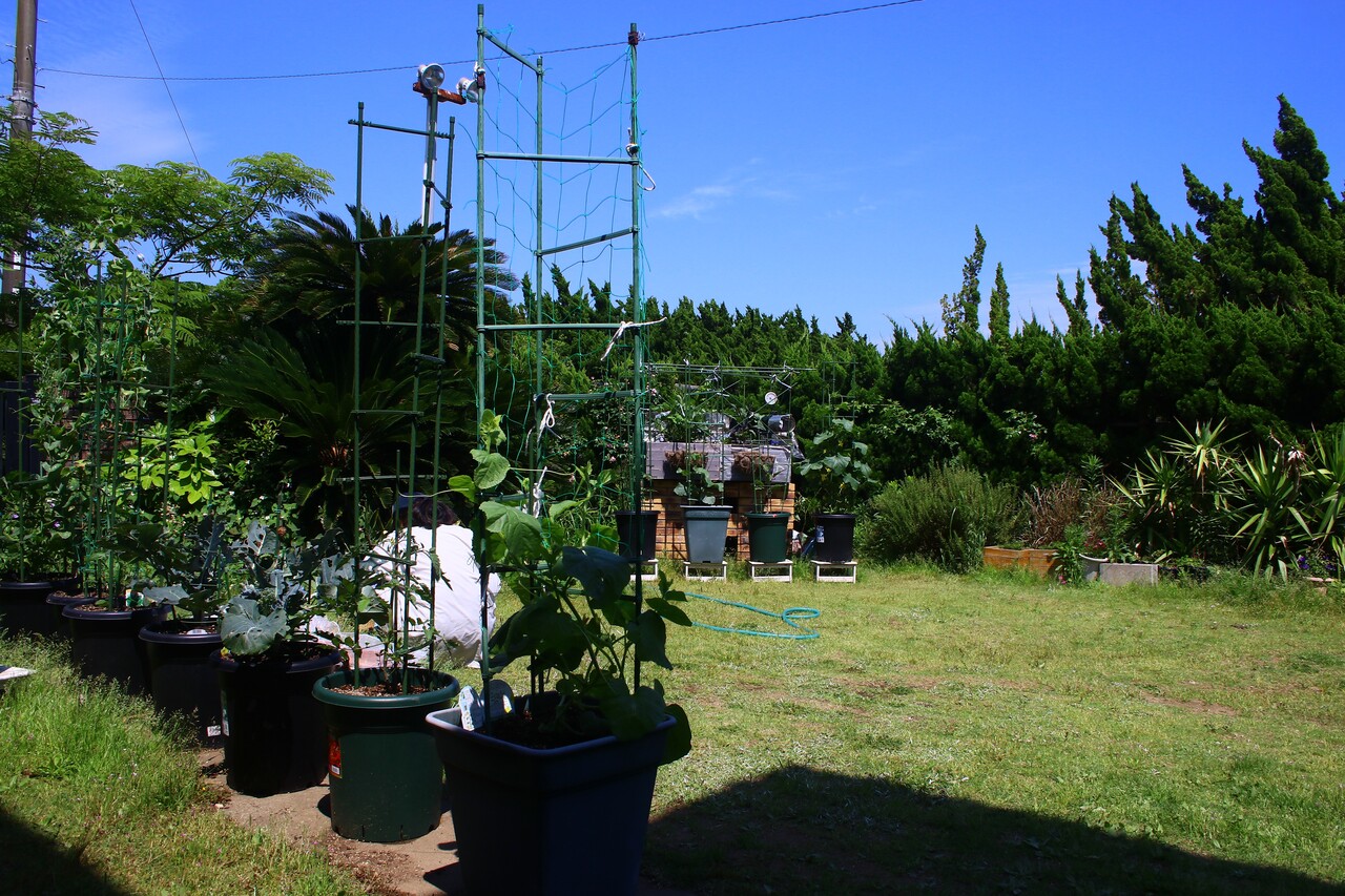 夏野菜の連作障害対策は コンパニオンプランツがオススメですよ 柴犬マリンの九十九里日記 夏野菜の連作障害対策は コンパニオンプランツがオススメですよ 柴犬マリンの九十九里日記