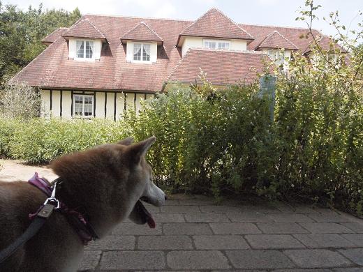大多喜ハーブガーデンのドッグラン 柴犬マリンの九十九里日記 大多喜ハーブガーデンのドッグラン 柴犬マリンの九十九里日記