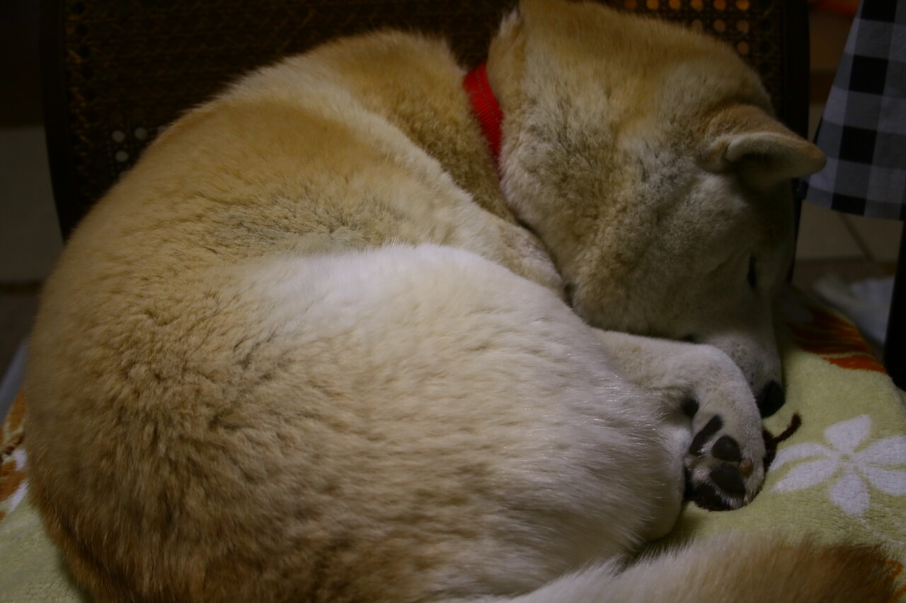 傷は治りかけが痒いのだ 柴犬マリンの九十九里日記