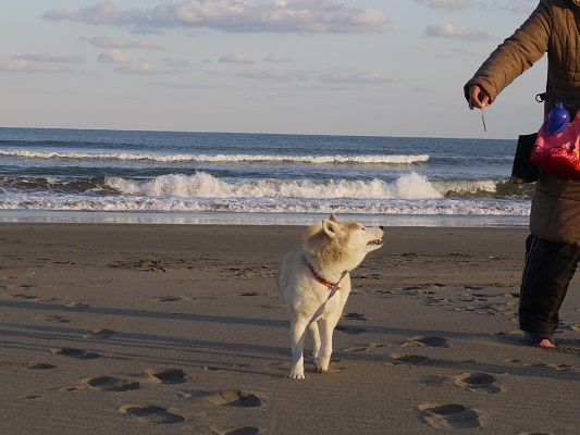 九十九里浜津波対策工事の状況レポート 柴犬マリンの九十九里日記 九十九里浜津波対策工事の状況レポート 柴犬マリンの九十九里日記