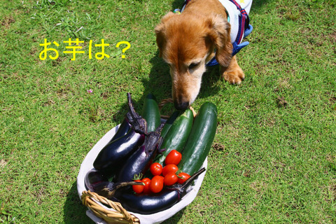 BlogPaint