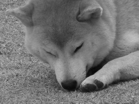 柴犬マリンの白黒画像 柴犬マリンの九十九里日記