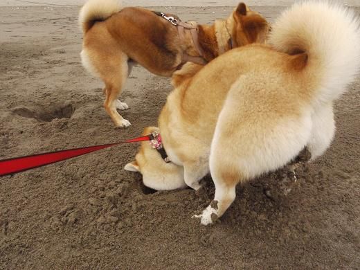 九十九里浜の穴掘り名人 柴犬マリンの九十九里日記 九十九里浜の穴掘り名人 柴犬マリンの九十九里日記