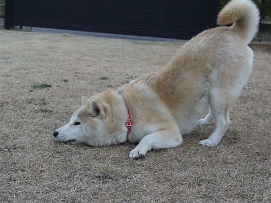 謎のほふく前進 柴犬マリンの九十九里日記