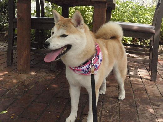 大多喜ハーブガーデンのドッグラン 柴犬マリンの九十九里日記 大多喜ハーブガーデンのドッグラン 柴犬マリンの九十九里日記