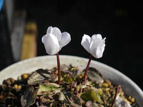 P1400024