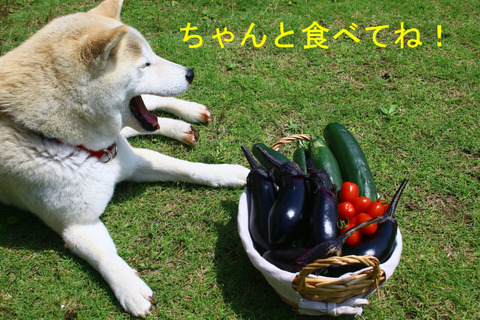 BlogPaint