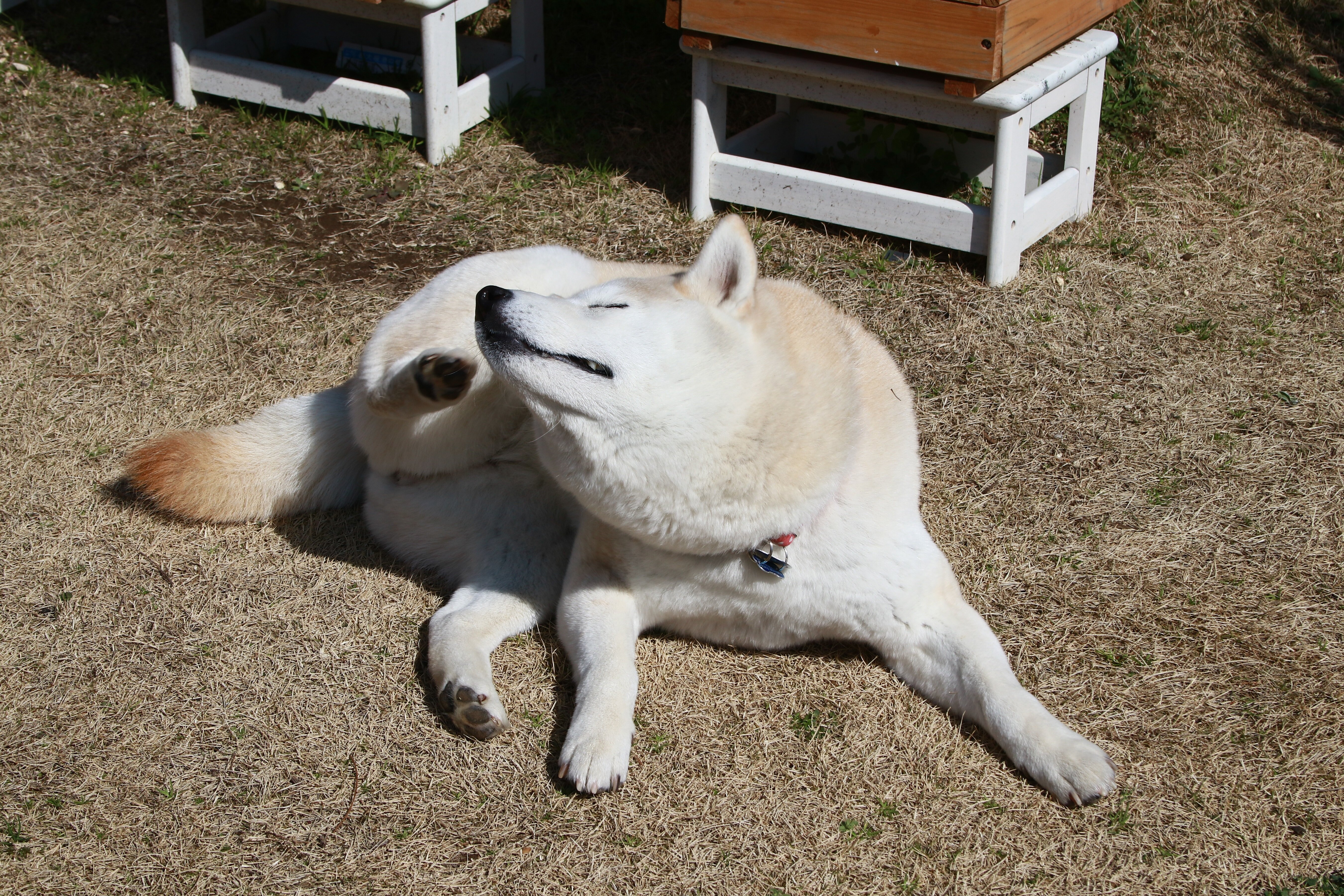 柴わん農園の第一弾は 春大根 柴犬マリンの九十九里日記 柴わん農園の第一弾は 春大根 柴犬マリンの九十九里日記