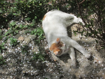 IMG_4563 哲学の道　猫