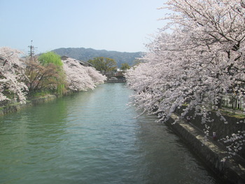 IMG_4602 岡崎疎水
