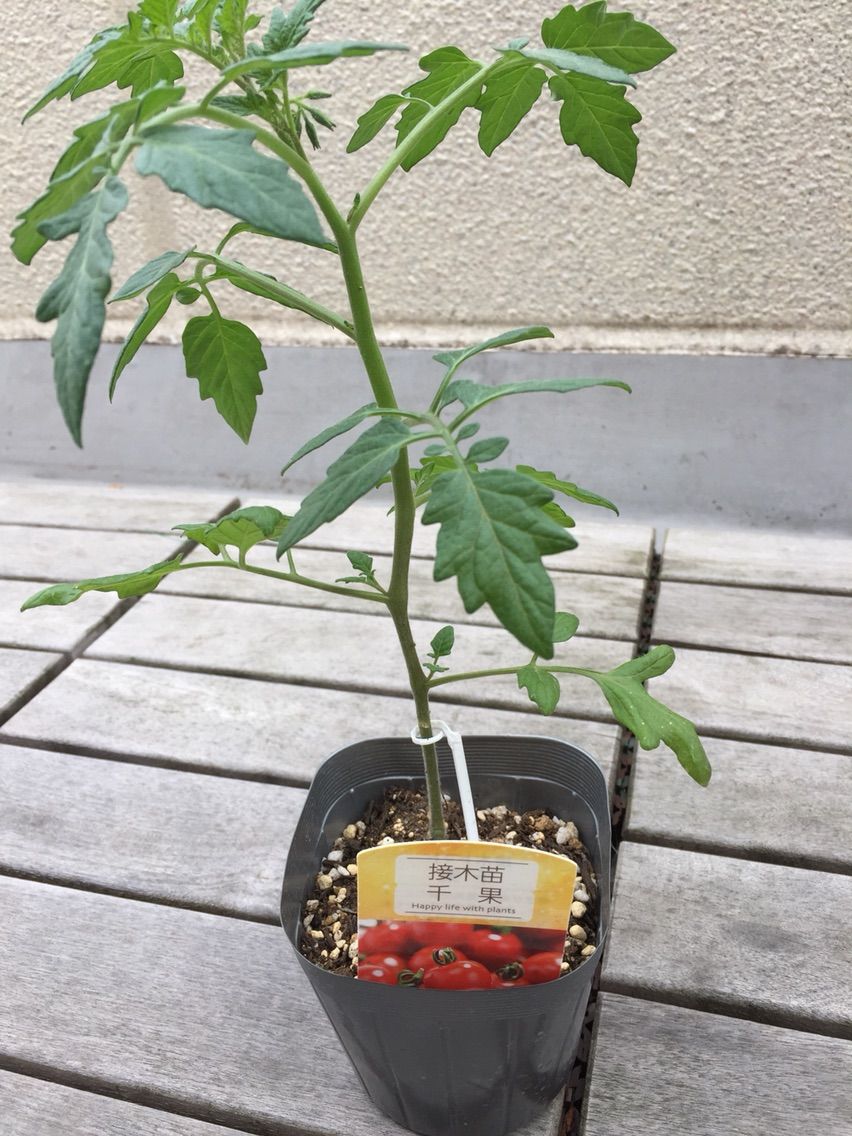 5月22日ミニトマト購入 植え替え スイカ植えつけ サトイモもらった 野菜ブログ