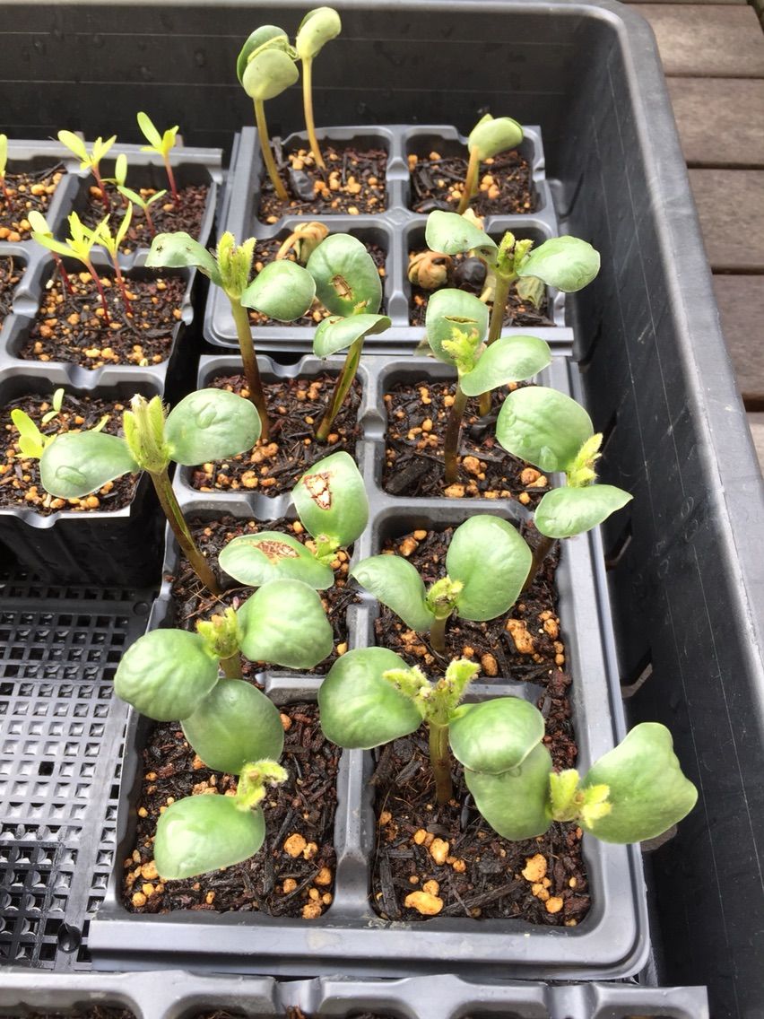 5月14日 枝豆植え付け ミニトマト脇芽取り イチゴ収穫 野菜ブログ 5月14日 枝豆植え付け ミニトマト脇芽取り イチゴ収穫 野菜ブログ