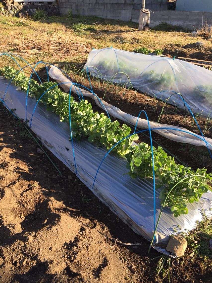 2月19日 そら豆トンネル撤去 大根種まき 葉物種まき 野菜ブログ