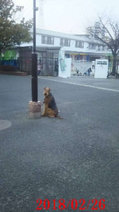 ②可愛い利口なワンちゃん