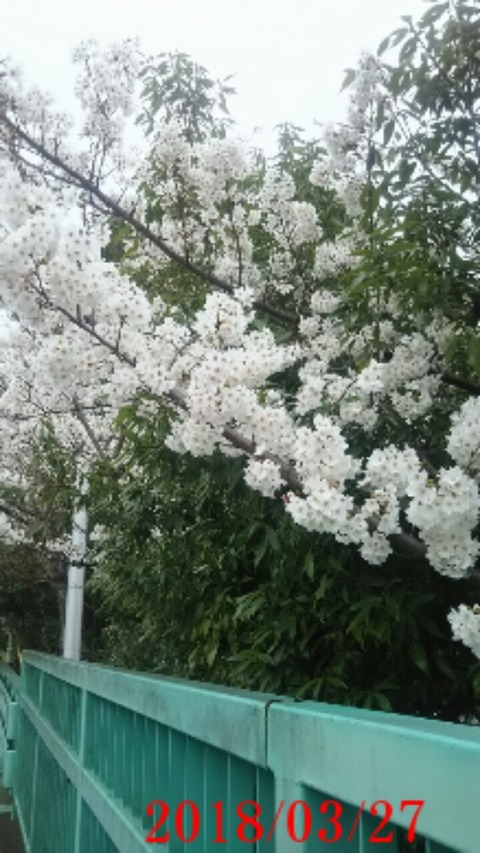 ⑧てんのうはし桜