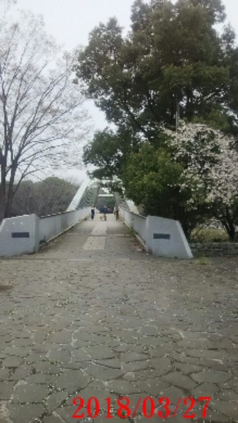 ⑬弓の橋