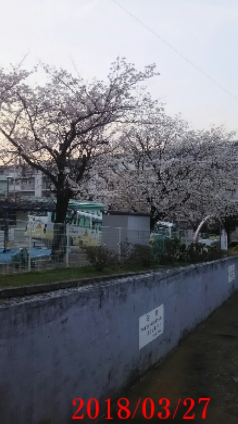 28すみれ幼稚園桜