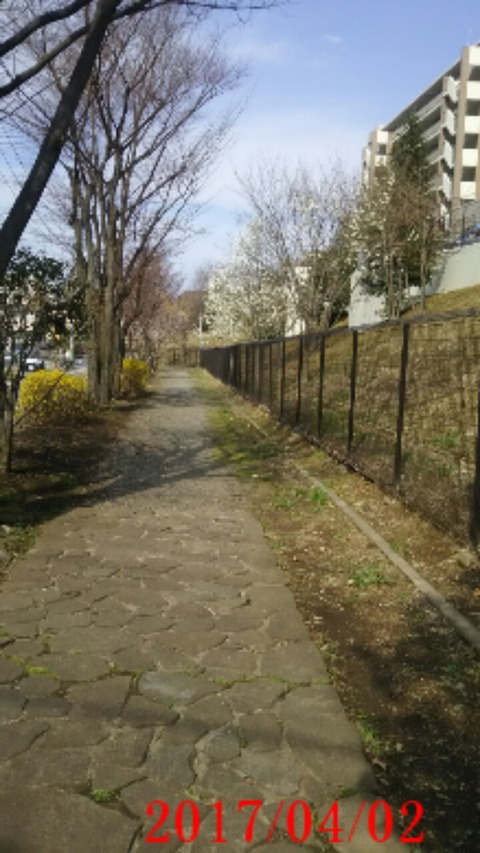 20170402_垂れ桜への道