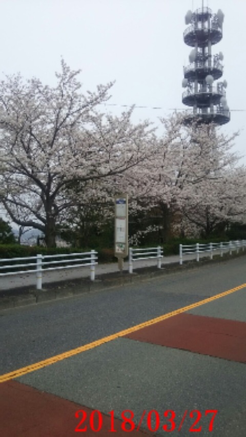 ④桜アングル３