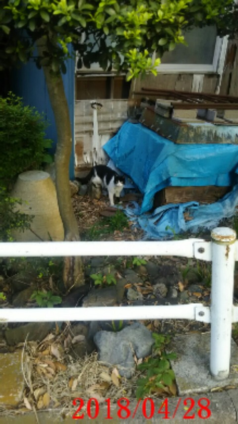 ⑤早朝散歩中に出会った野良猫ﾁｬﾝ
