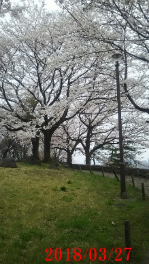 ⑪多摩よこやまの道桜２