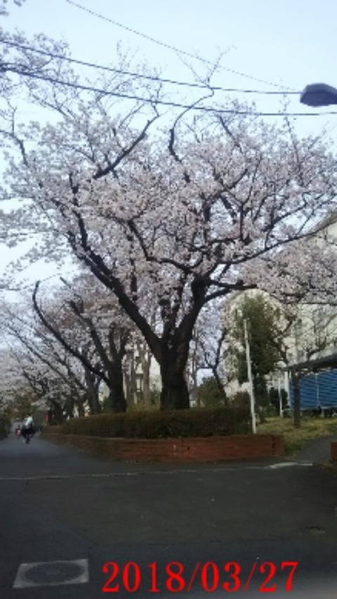 25諏訪４丁目桜２