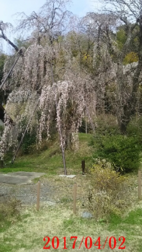 20170402_垂れ桜７