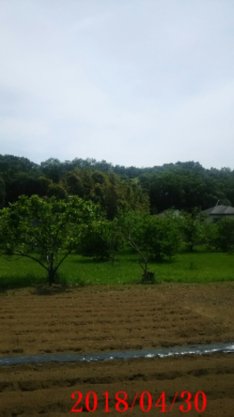 ②神秘の森
