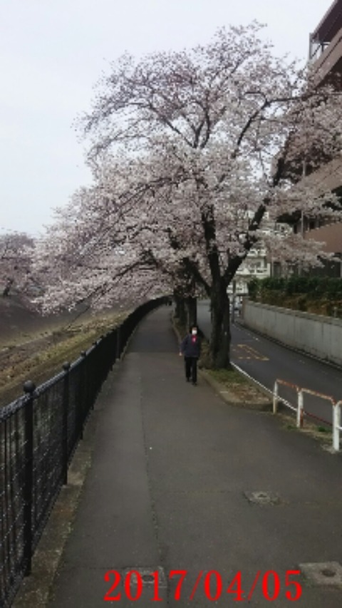 20170405_桜街道４