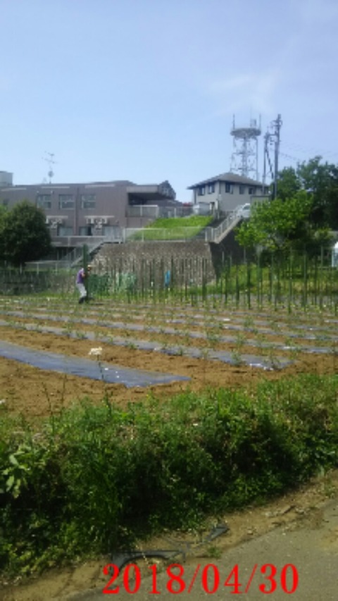 ⑤ナス畑工程が更に進む２