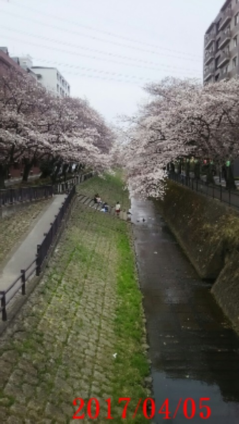 20170405_桜街道１