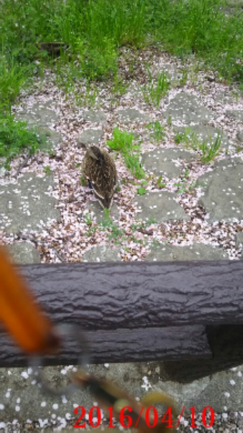 20160410_180207