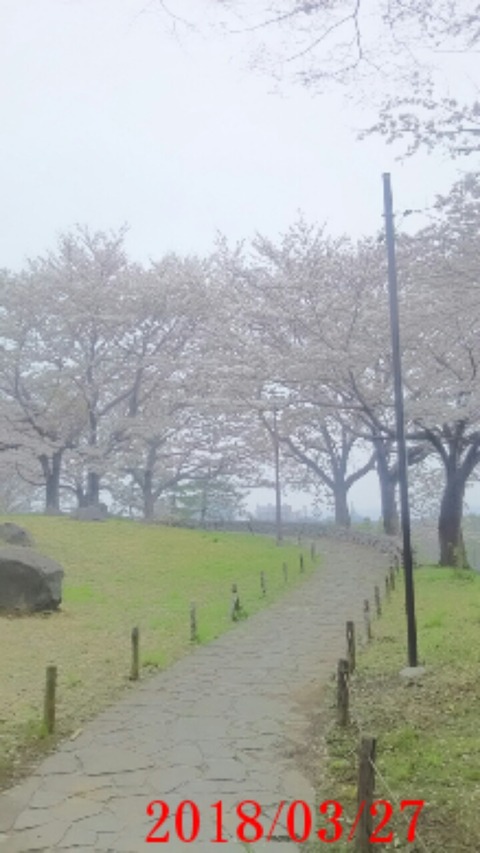 ⑩多摩よこやまの道桜