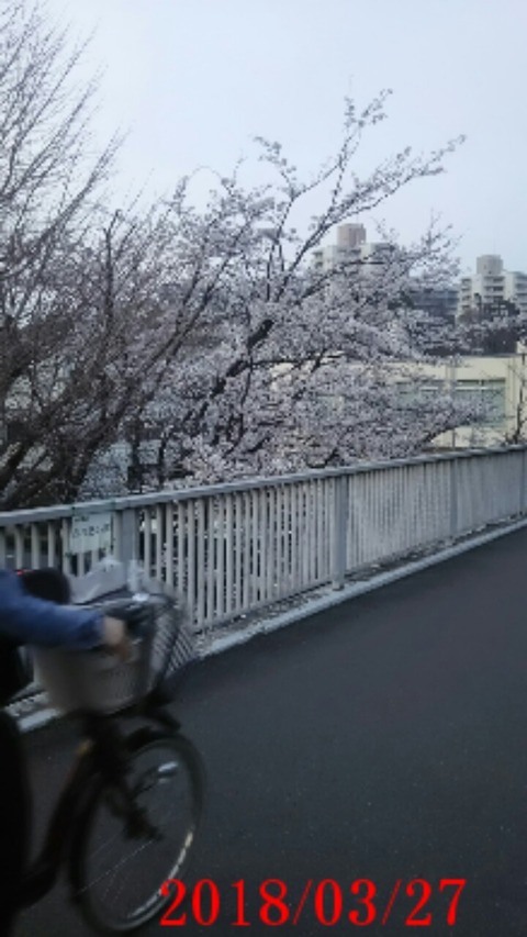 22ふれあい橋桜