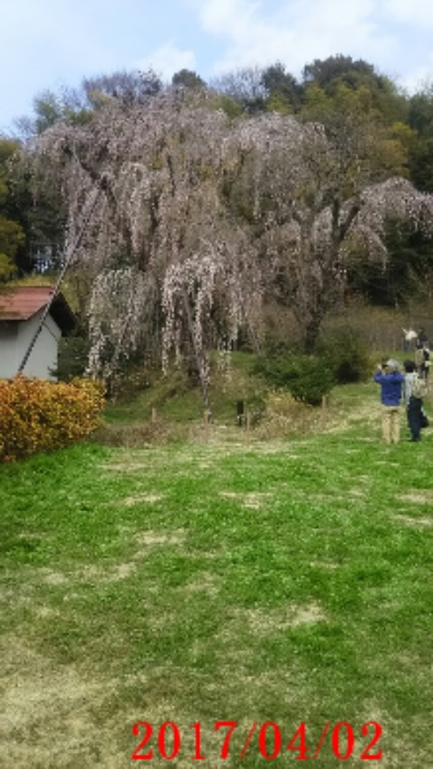 20170402_垂れ桜６