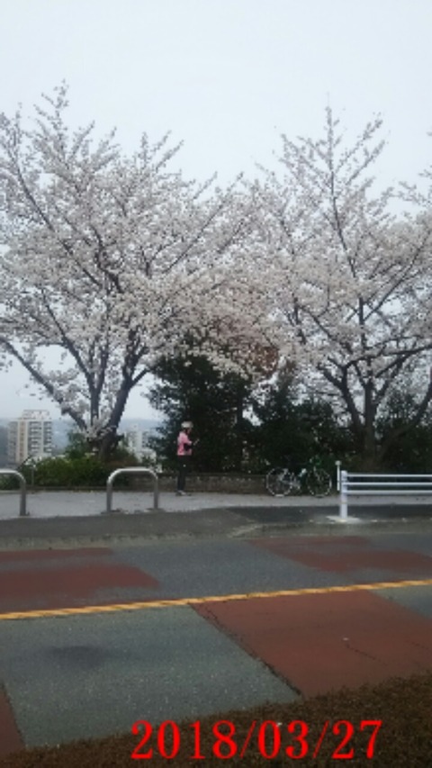 ②桜アングル１