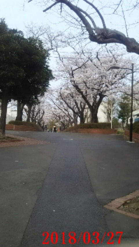 24諏訪４丁目桜