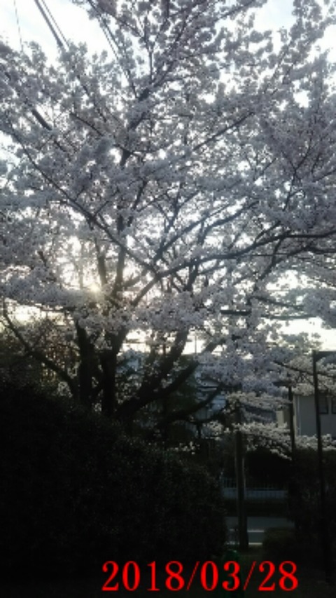 ②近所の桜１
