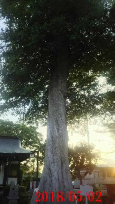 ⑥御神木むくの木