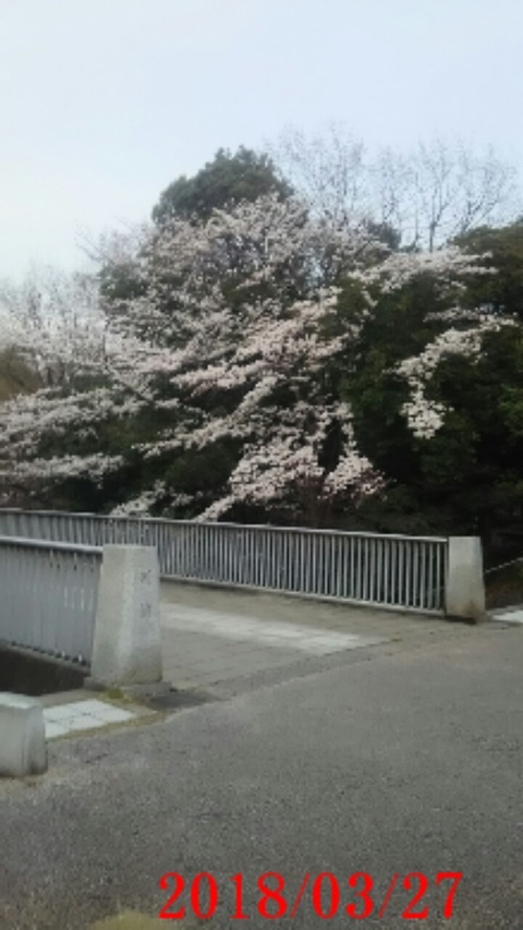 30剣橋桜