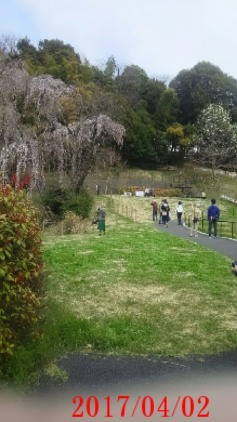 20170402_垂れ桜１