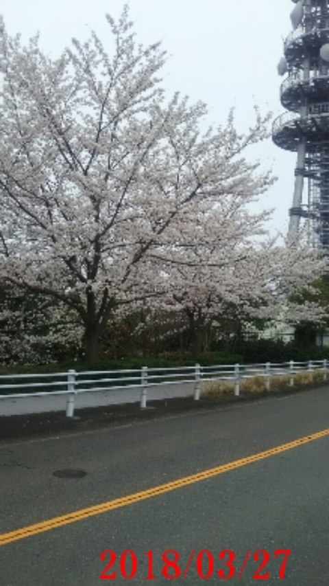 ⑤桜アングル４