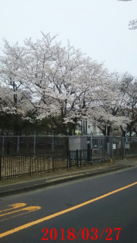 ⑨聖ヶ丘５丁目住宅街桜
