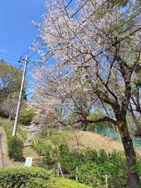 260403133908019