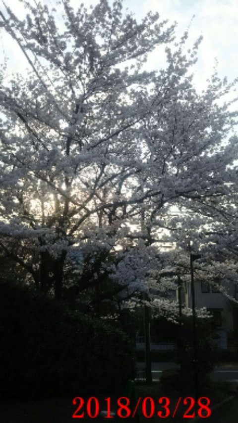 ③近所の桜２