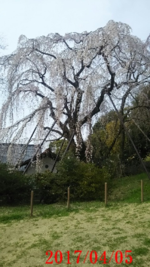 20170405_垂れ桜１